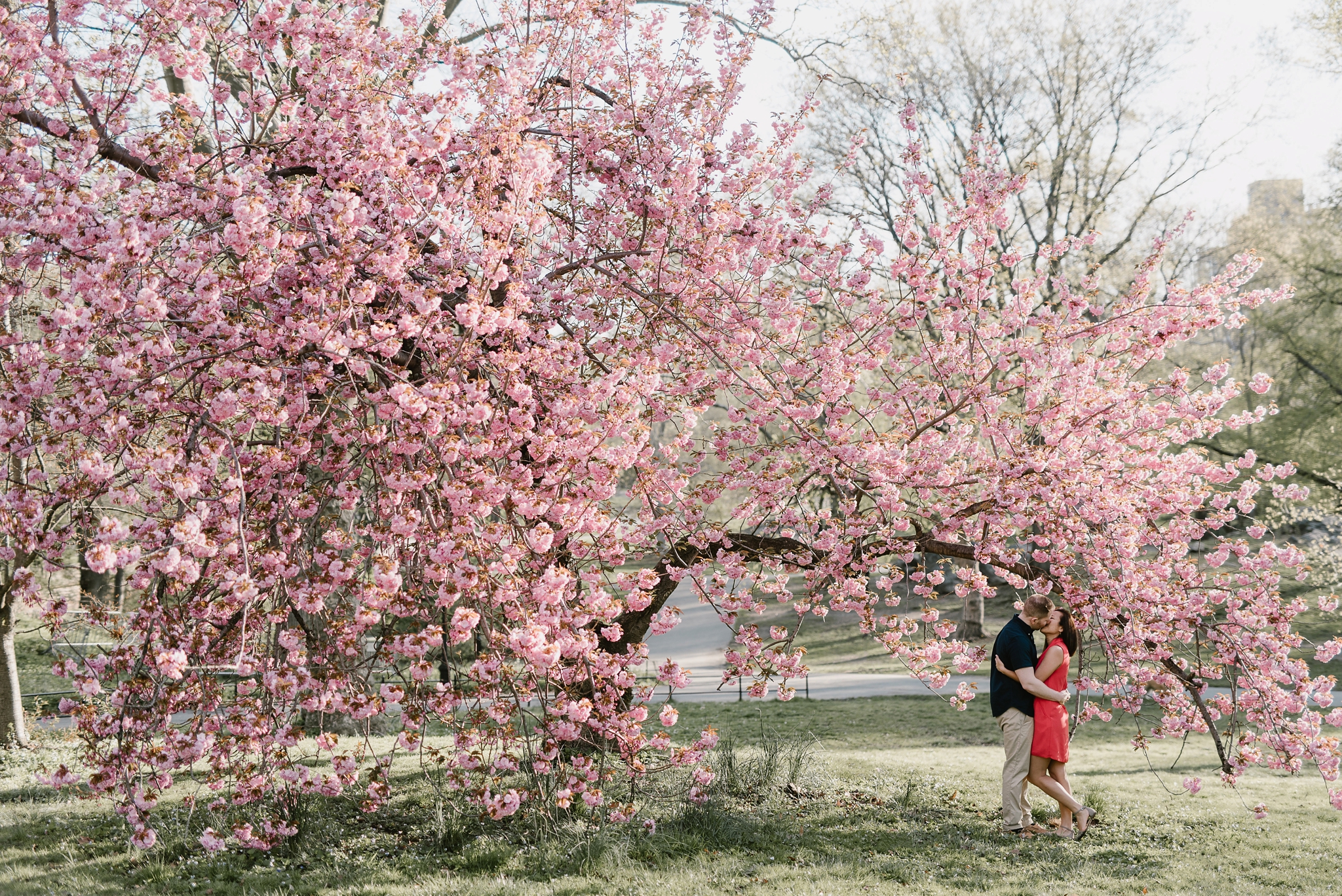 spring central park engagement photos cherry blossoms lindsay hackney