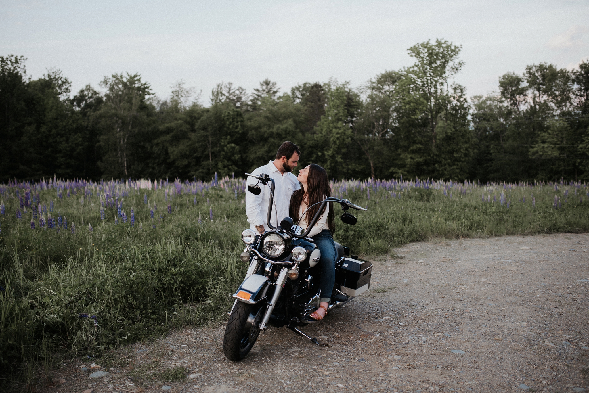 sugar hill nh engagement photos white mountains lupine festival