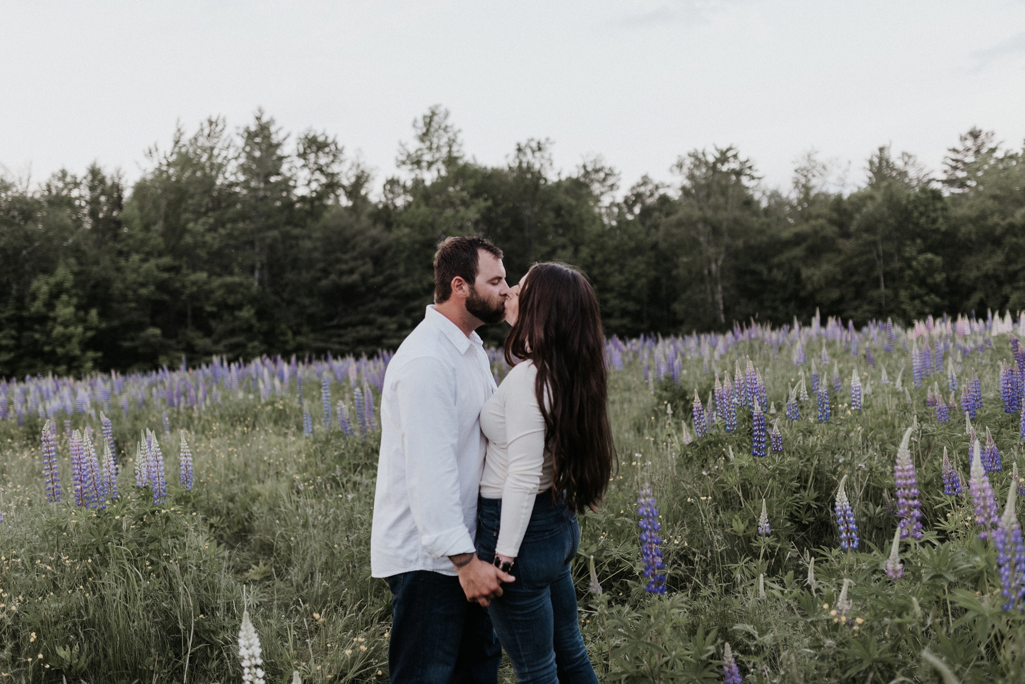 sugar hill nh lupines white mountains engagement photos